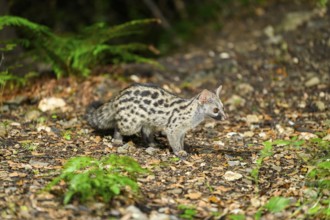 Common genet (Genetta genetta), wildlife in a forest, Montseny National Park, Catalonia, Spain,