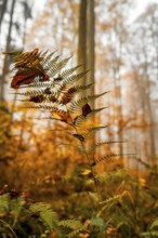 Single fern in autumnal colours surrounded by autumnal forest foliage, Gechingen, Black Forest,