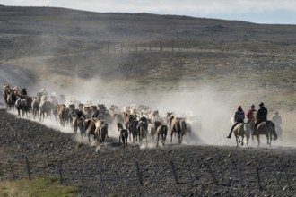 Icelandic horses (Equus islandicus) and mounted drivers at a horse round-up or réttir, covered in a