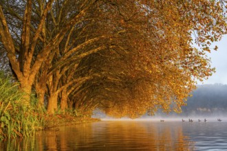 Autumn colours at the Platanen Allee, Hardenberg Ufer, lakeside path at Lake Baldeney, near Haus