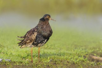 Ruff (Philomachus pugnax), adult male in splendour plumage, standing in wet meadow, snipe birds,