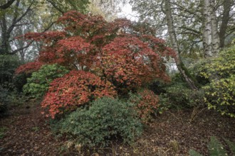 Aconite-leaved maple (Acer japonicum Aconitifolium) in autumn foliage, Emsland, Lower Saxony,