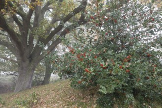 English oak (Quercus robur) and holly (Ilex aquifolius) in the fog, Emsland, Lower Saxony, Germany,