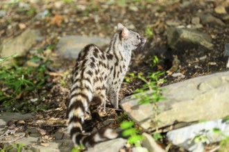 Common genet (Genetta genetta), wildlife in a forest, Montseny National Park, Catalonia, Spain,