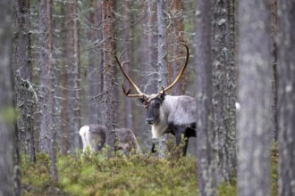 Reindeer (Rangifer tarandus) in the forest, Lapland, Finland, Europe