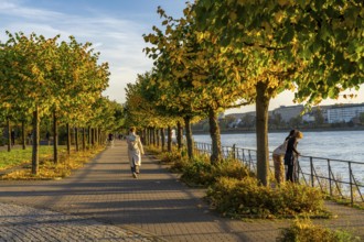 The Rhine near Bonn, the riverside promenade of Bonn-Beuel, North Rhine-Westphalia, Germany, Europe