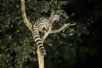 Common genet (Genetta genetta), climbing on a tree wildlife in a forest, Montseny National Park,