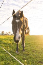 Close-up of a black horse in a meadow behind a fence, with bright morning sky, Gechingen, Black