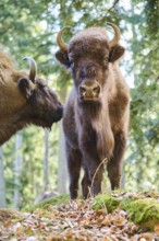 European bison (Bison bonasus) in a forest in spring, Bavarian Forest, Germany, Europe