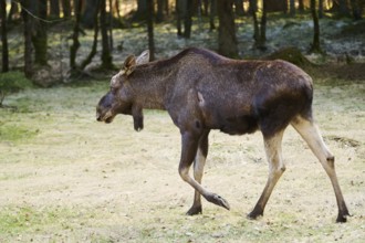 Elk (Alces alces) standing on a meadow on the edge of a forest, Bavaria, Germany, Europe