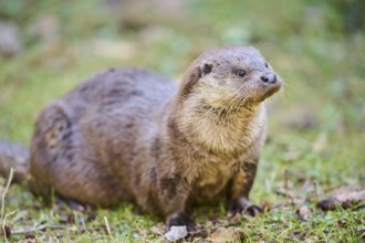 Eurasian otter (Lutra lutra) on a meadow in the bavarian forest, Bavaria, Germany, Europe