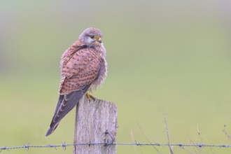 Kestrel (Falco tinnunculus), young male, sitting on a pasture fence, wildlife, bird of prey,