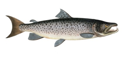 Fish, Fishes, Salmon family, Salmo salar, Hooked salmon, Atlantic salmon, Male salmon family,