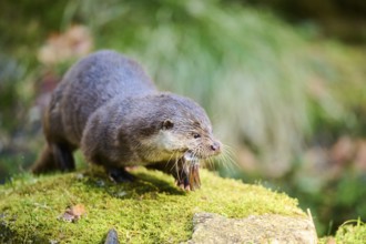 Eurasian otter (Lutra lutra) eating a fish on a rock in the bavarian forest, Bavaria, Germany,