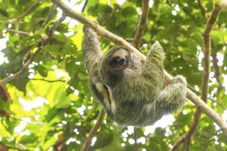 Three-fingered sloth (Bradypus), Mammals (Mammalia), La Fortuna, Guanacaste, Costa Rica, Central