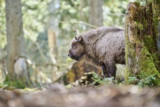 European bison (Bison bonasus) youngster in a forest in spring, Bavarian Forest, Germany, Europe