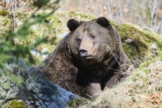 European brown bear (Ursus arctos arctos) in a forest, Bavaria, Germany, Europe