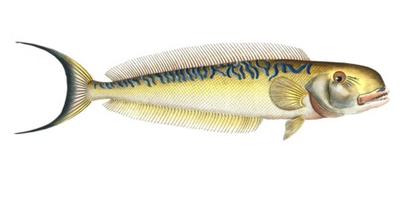 Fish, Fish, Coryphaena Plumieri, Malacanthus plumieri, Sea peacock, sand tilefish, Historical,