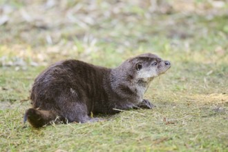 Eurasian otter (Lutra lutra) on a meadow, playing, in the bavarian forest, Bavaria, Germany, Europe