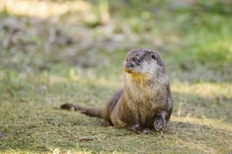 Eurasian otter (Lutra lutra) on a meadow, playing, in the bavarian forest, Bavaria, Germany, Europe