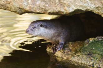 Eurasian otter (Lutra lutra) on the shore of a little lake in the bavarian forest, Bavaria,