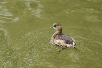 Little grebe (Tachybaptus ruficollis) swimming on a lake, Bavaria, Germany, Europe