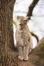 Eurasian lynx (Lynx lynx) sitting on a tree, Bavaria, Germany, Europe