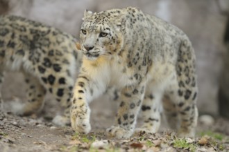 Snow leopard in motion, running through the forest with distinctive fur patterns, snow leopard