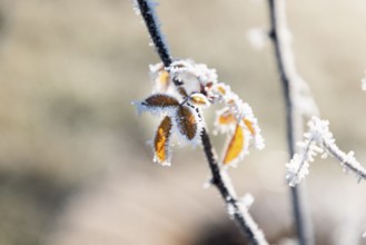 Leaves covered with ice crystals in autumnal colours against a blurred background