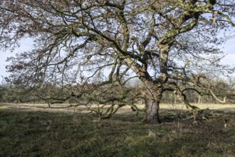 English oaks (Quercus robur) in the Hutewald forest, Emsland, Lower Saxony, Germany, Europe