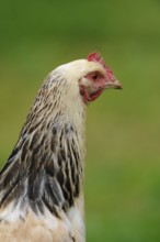 Lateral view of a chicken's head against a green background, domestic fowl (Gallus gallus