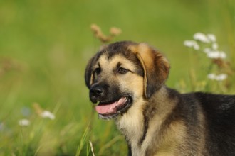 The young dog sits happily in a meadow with flowers, mixed breed dog, Upper Palatinate