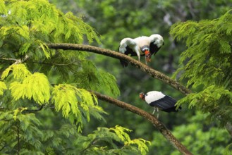 King vulture (Sarcoramphus papa), cock, vulture birds (Aegypiinae), Laguna del Lagarto Lodge,