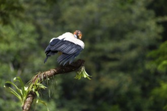 King vulture (Sarcoramphus papa), cock, vulture birds (Aegypiinae), Laguna del Lagarto Lodge,