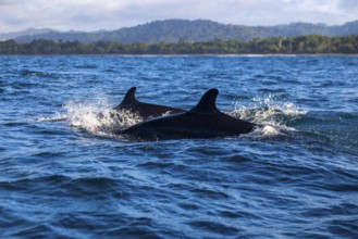 Pilot whales (Globicephala), Osa Peninsula, Puentarenas, Pacific Ocean, Costa Rica, Central America