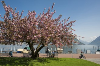 Lakeside promenade, spring, Lugano, Lake Lugano, Lago di Lugano, Ticino, Switzerland, Europe