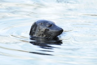 A harbour seal swims in the calm, bluish shimmering water, harbour seal (Phoca vitulina), captive