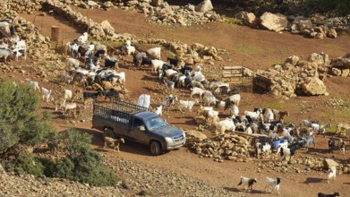 A vehicle parked next to a large herd of goats on stony ground, sheep (e) or goat (n), ovis,