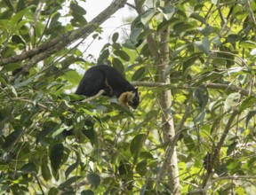 Black giant squirrel (Ratufa bicolor), Kaeng Krachan National Park, Phetchaburi Province, Thailand,