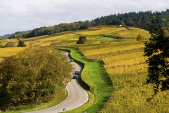 Hilly landscape with vineyards and winding road in autumn, Ballrechten-Dottingen, Breisgau,