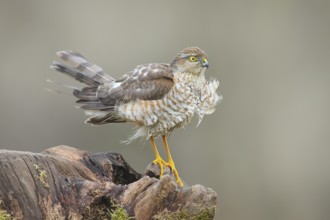 Sparrowhawk (Accipiter nisus) male, standing attentively on a root, wildlife, bird of prey, nature