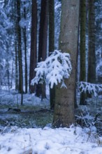 Snow-covered grove with trees in a winter forest. A peaceful, cold atmosphere is captured in the