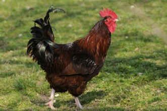 A proudly walking brown cockerel on a green meadow, domestic fowl (Gallus gallus domesticus),