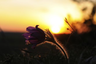 Silhouette of a Pasque flower (Pulsatilla vulgaris) in front of a colourful sunset, Upper