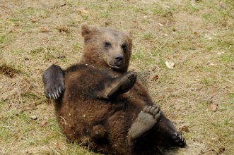 A bear cub lies playfully on the meadow, Eurasian brown bear (Ursus arctos arctos), Bavarian Forest