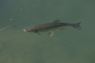 Chub (Leuciscus cephalus), swims in the water, Franconia