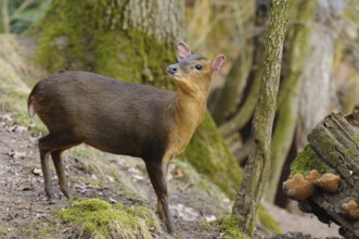 A muntjac standing next to a fallen tree trunk in autumnal forest, Chinese muntjac (Muntiacus