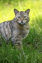 European wildcat (Felis silvestris), adult, in meadow, alert, portrait, Germany, Europe