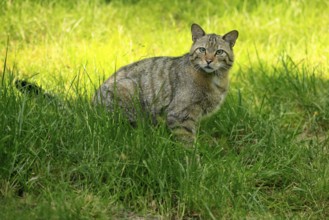 European wildcat (Felis silvestris), adult, meadow, alert, Germany, Europe