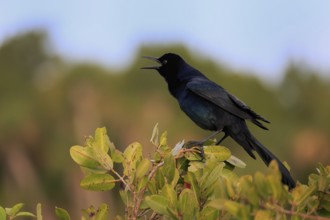 Boat-tailed grackle (Quiscalus major), adult, male, courtship display, singing, Waiting, Merritt